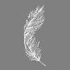 Logo Feathers (Chester) Ltd.