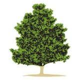 Logo Fred Smith Co.